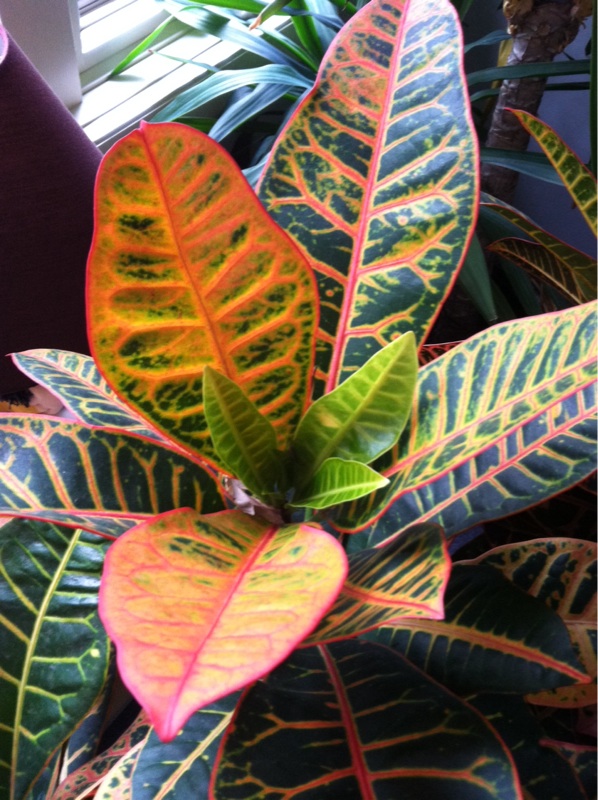 CROTON by Garden Answers Plant Id