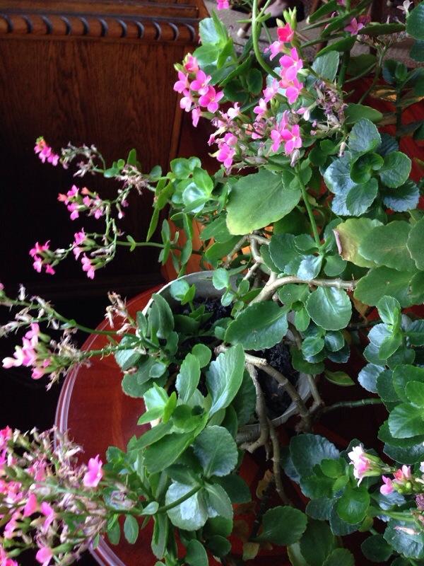 KALANCHOE BLOSSFELDIANA by Garden Answers Plant Id