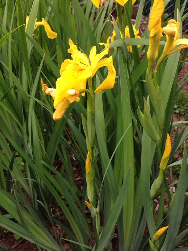 FLAG IRIS by Garden Answers Plant Id